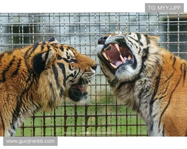 动物总动员十分钟开奖倒计时精彩上演